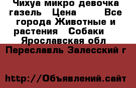 Чихуа микро девочка газель › Цена ­ 65 - Все города Животные и растения » Собаки   . Ярославская обл.,Переславль-Залесский г.